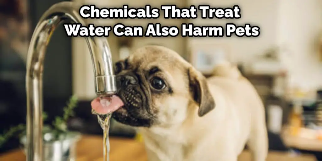 Chemicals That Treat  Water Can Also Harm Pets