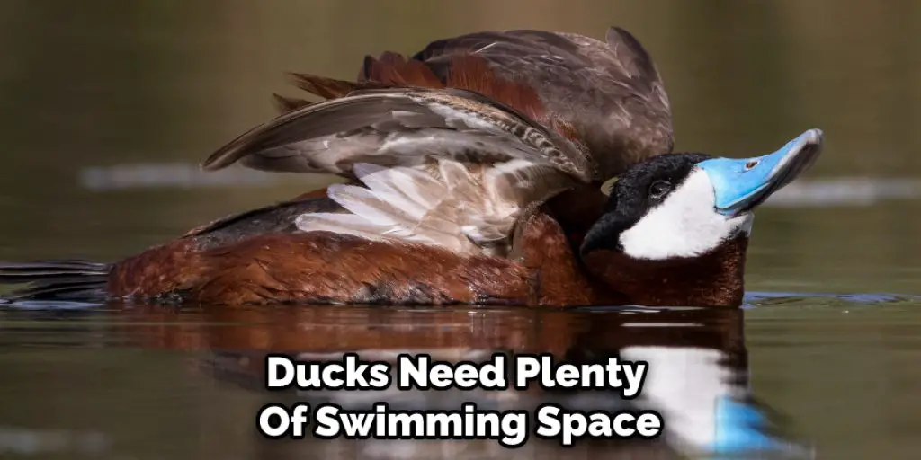 Ducks Need Plenty  Of Swimming Space