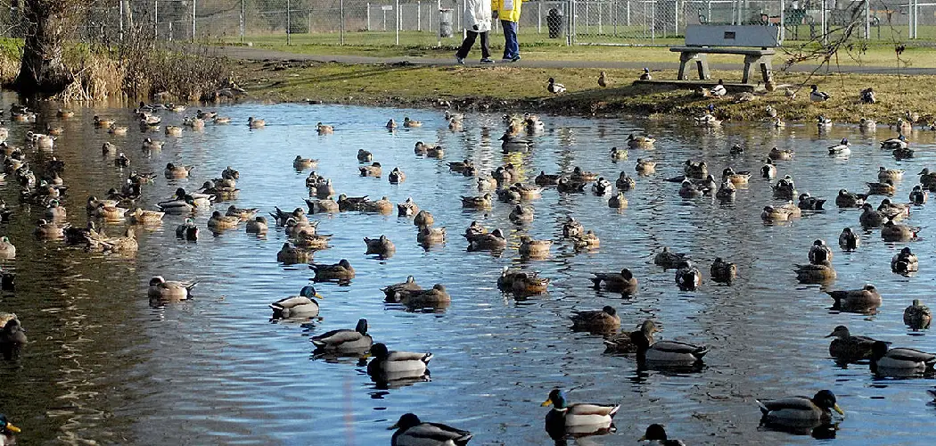 How to Get Ducks to Stay at Your Pond