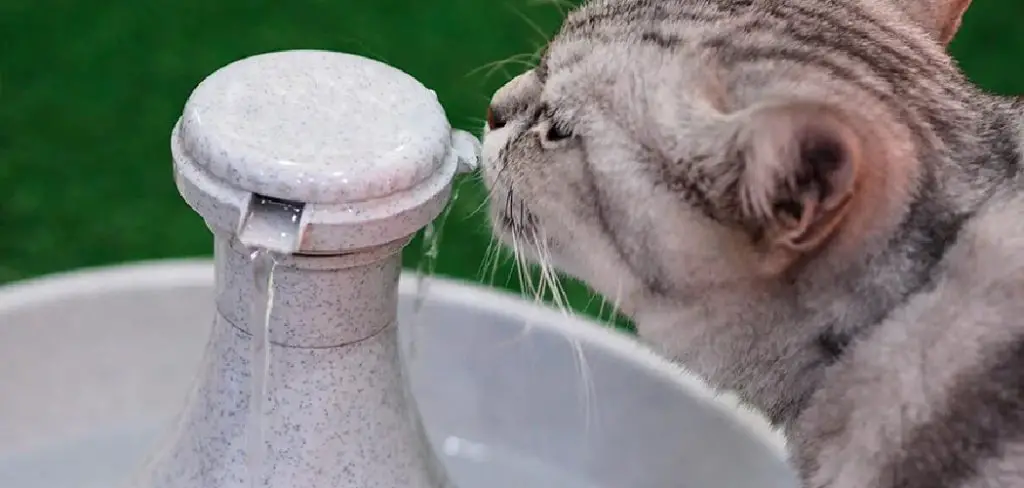 How to Keep Fountain Water Clean and Safe for Pets