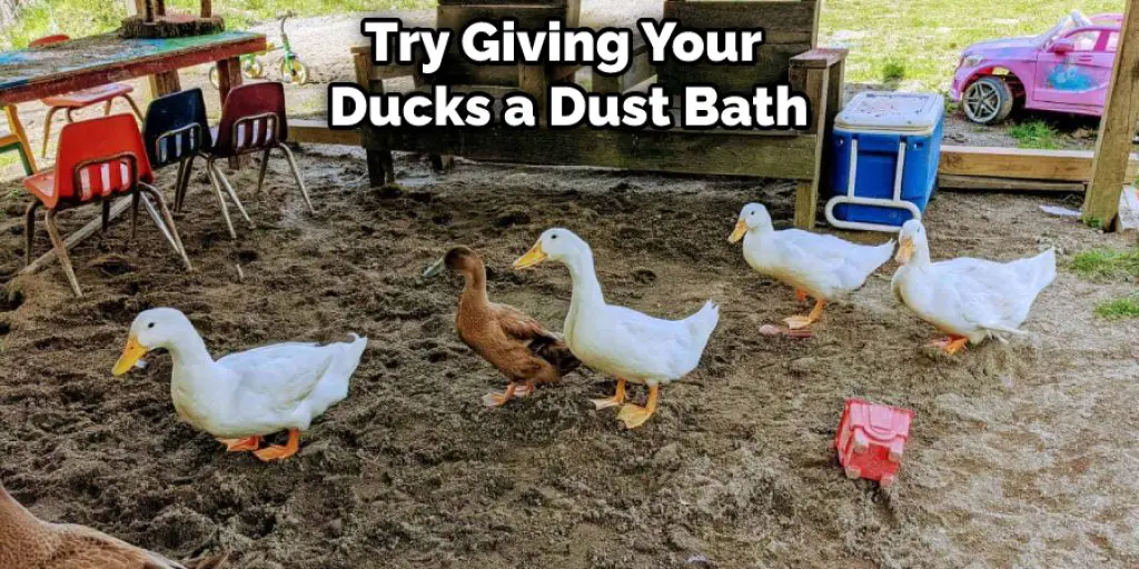 Try Giving Your  Ducks a Dust Bath