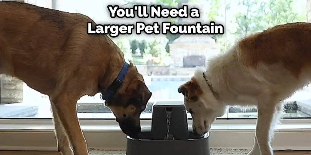 You'll Need a  Larger Pet Fountain