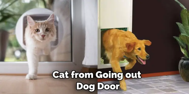 How to Keep Cat From Going out Dog Door in 08 Tips (2023)