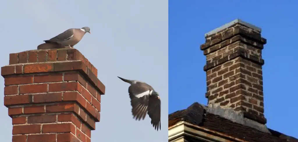 How to Get a Bird out Of Your Fireplace