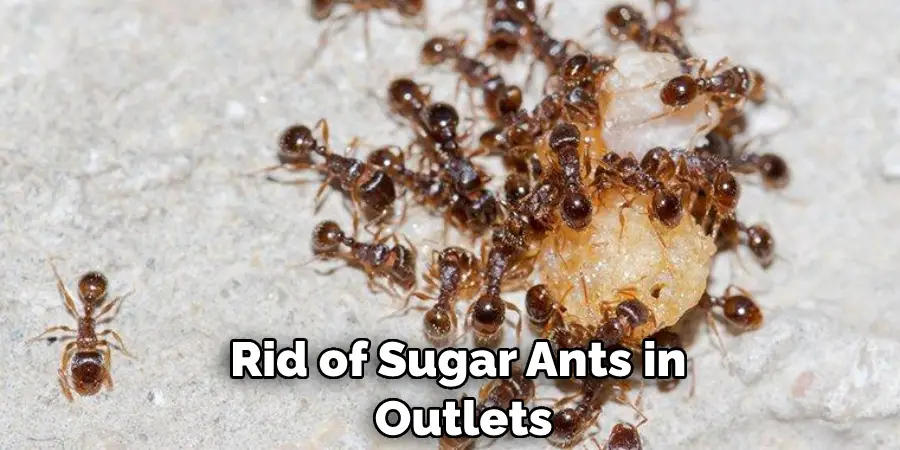 Rid of Sugar Ants in Outlets
