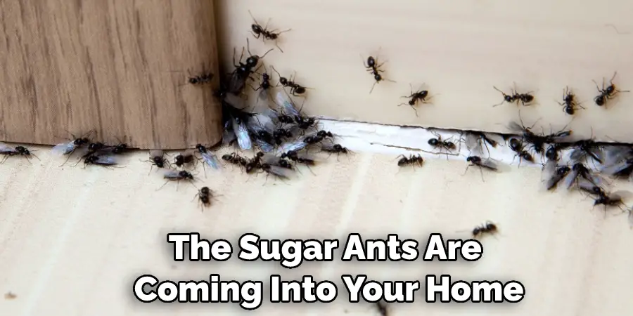 The Sugar Ants Are  Coming Into Your Home