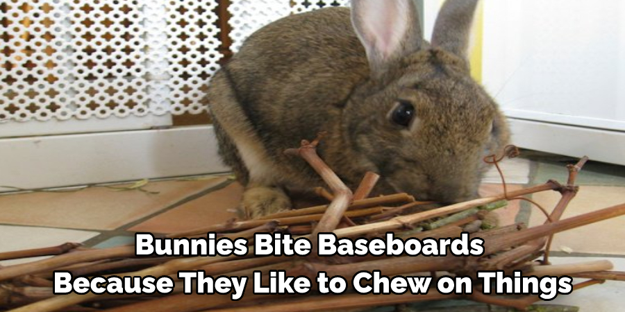 Bunnies Bite Baseboards Because They Like to Chew on Things