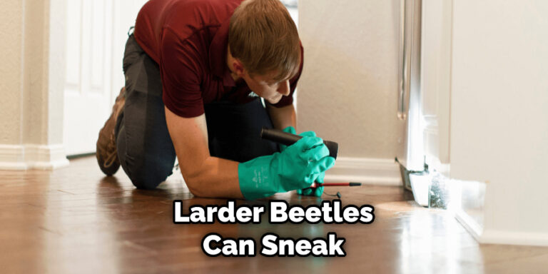 How to Get Rid of Larder Beetles in Bedroom | 10 Easy Steps