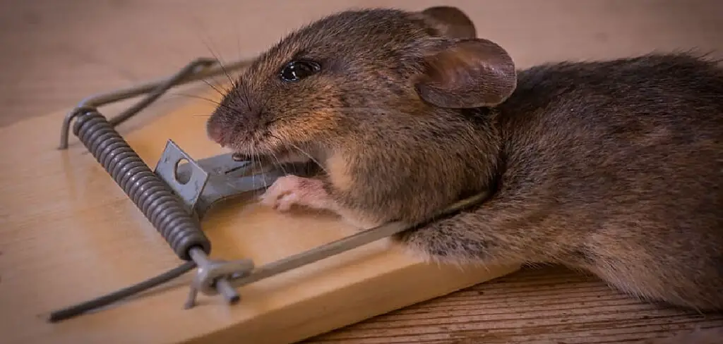 How to Clean Mouse Traps