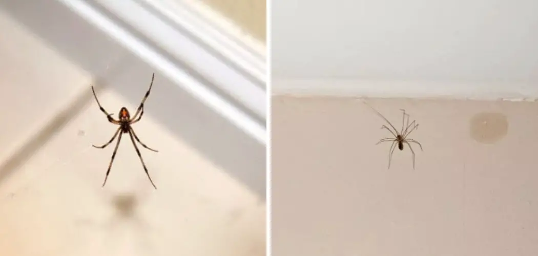 How to Get Rid of Spiders on Ceiling
