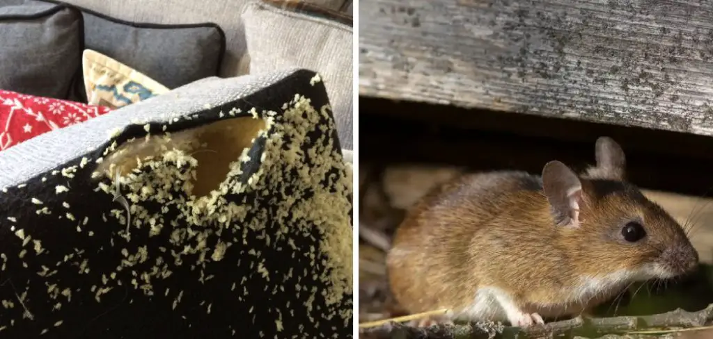 How to Protect Furniture in Storage From Mice