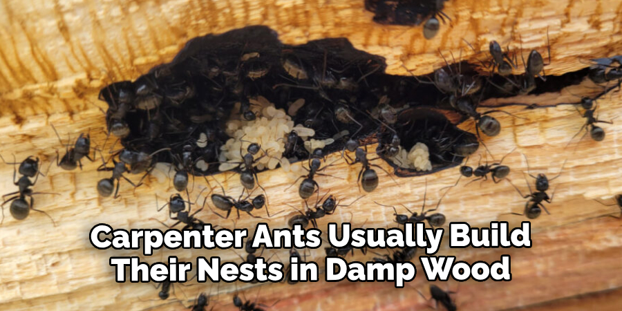 Carpenter Ants Usually Build Their Nests in Damp Wood