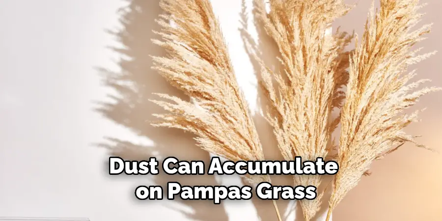 Dust Can Accumulate on Pampas Grass