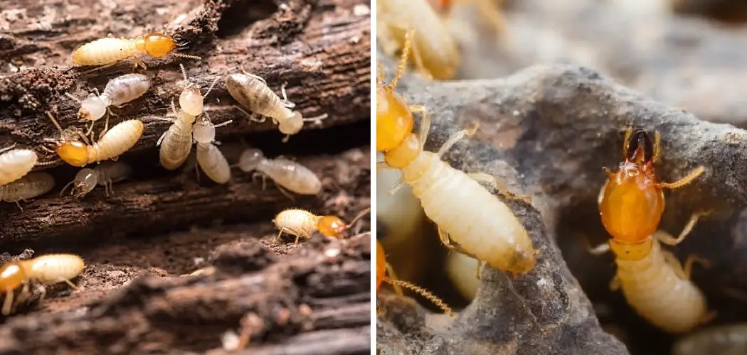 How to Treat Termites Without Tenting