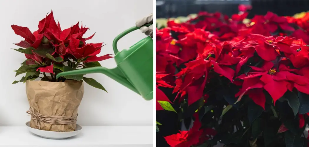 How to Water Poinsettias Indoors With Ice Cubes