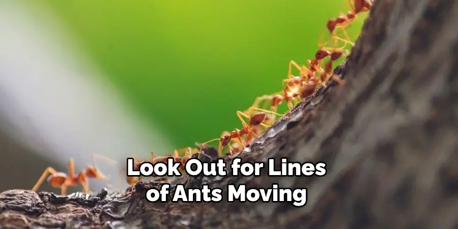 Look Out for Lines of Ants Moving 