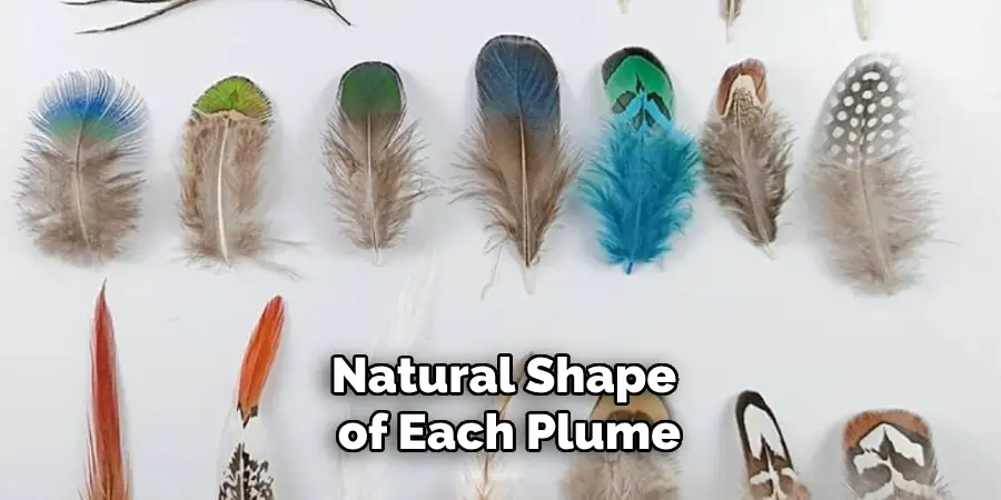 Natural Shape of Each Plume