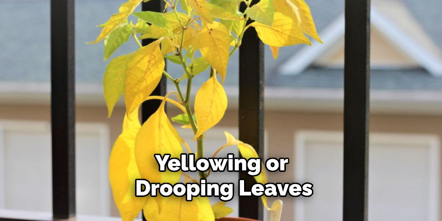 Yellowing or Drooping Leaves