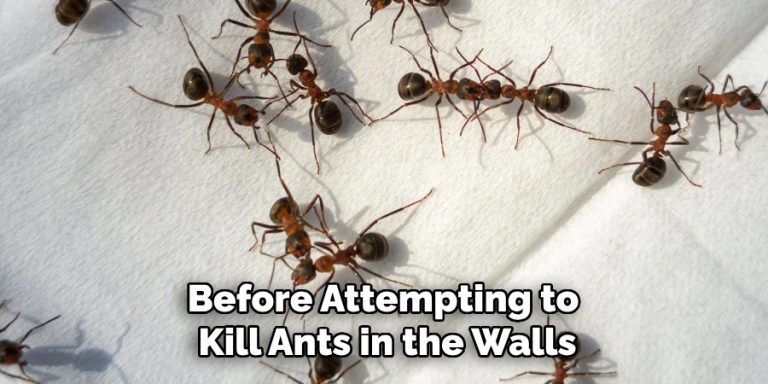 Mesmerizing How To Get Rid Of Ants In Walls Permanently Photo for Mobile Mesmerizing How To Get Rid Of Ants In Walls Permanently Photo for Mobile