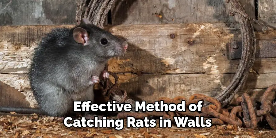 Effective Method of Catching Rats in Walls