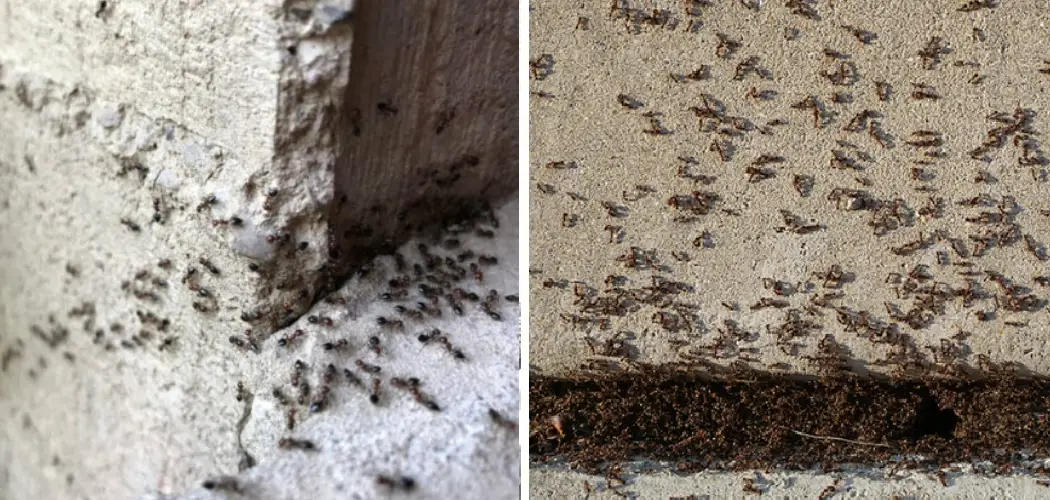 How to Kill Ants in the Walls