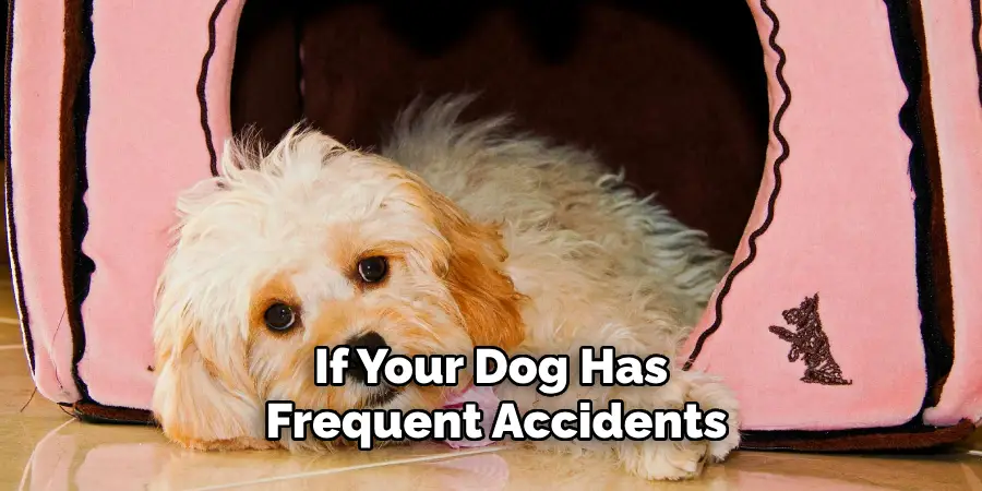 If Your Dog Has Frequent Accidents