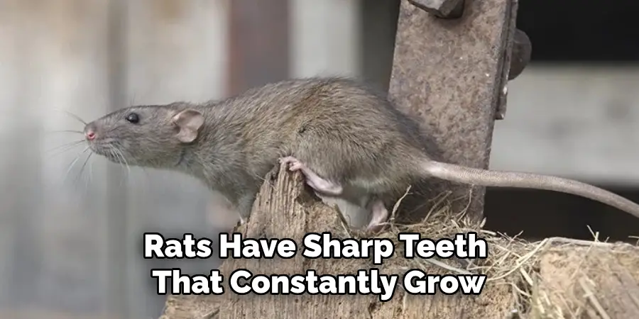 Rats Have Sharp Teeth That Constantly Grow