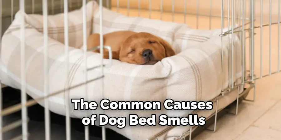 The Common Causes of Dog Bed Smells