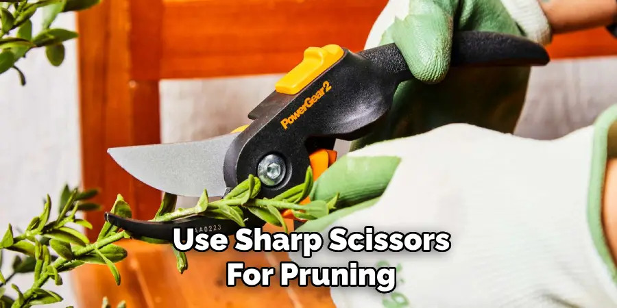 Use Sharp Scissors
For Pruning