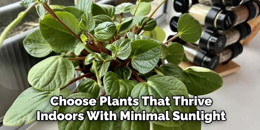 Choose Plants That Thrive
Indoors With Minimal Sunlight