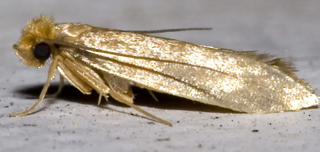 How to Prevent Carpet Moths