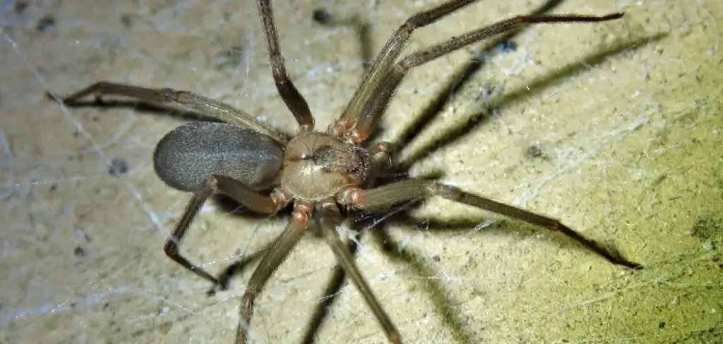 How to Prevent Spiders in Garage