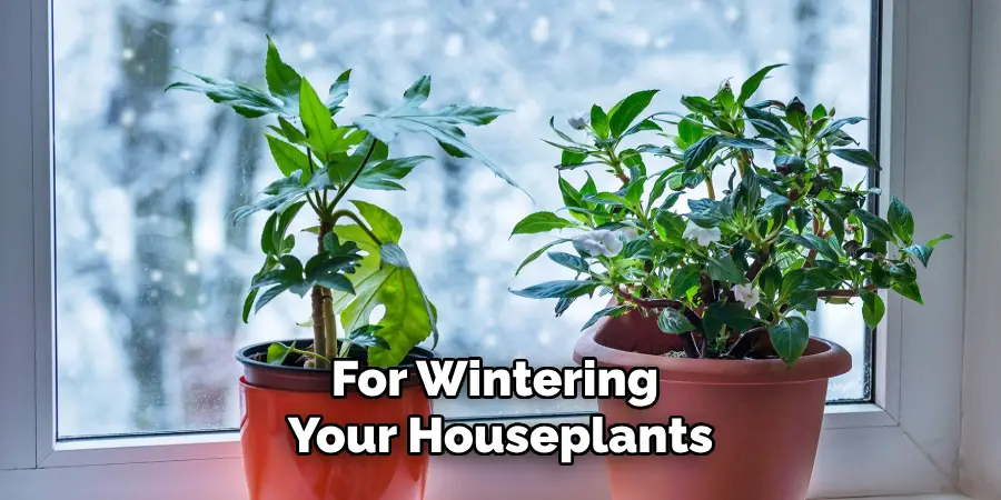 For Wintering Your Houseplants