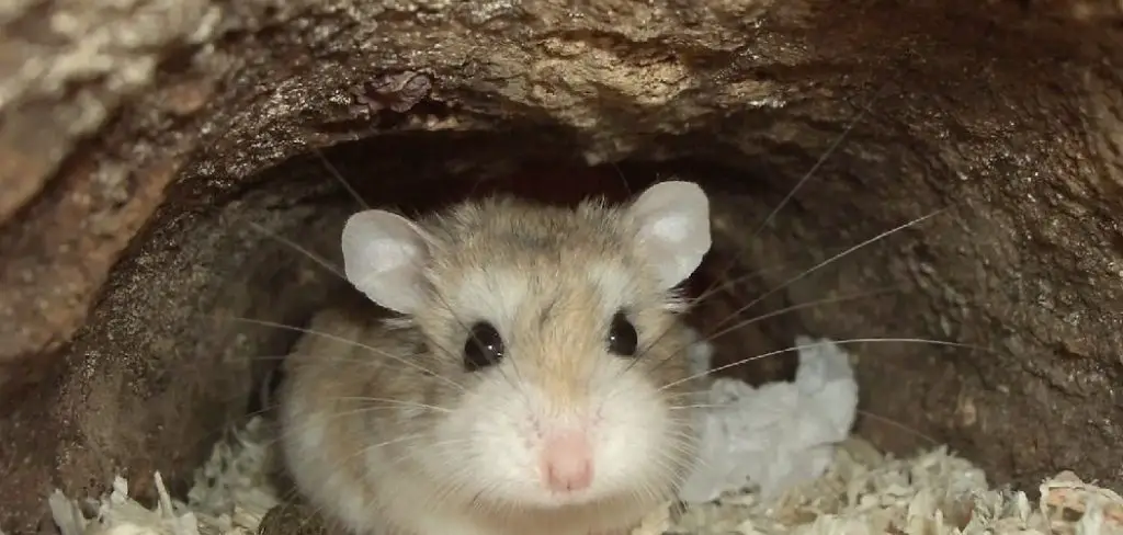 How to Fix Rat Holes in House