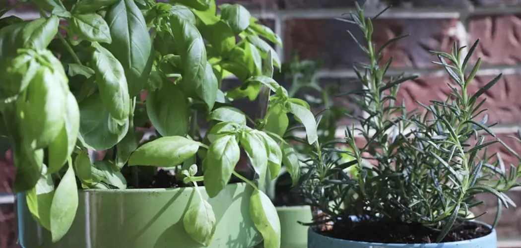 How to Keep Houseplants Warm in Winter