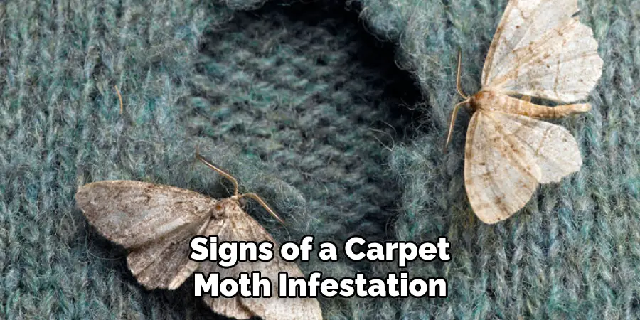 Signs of a Carpet Moth Infestation