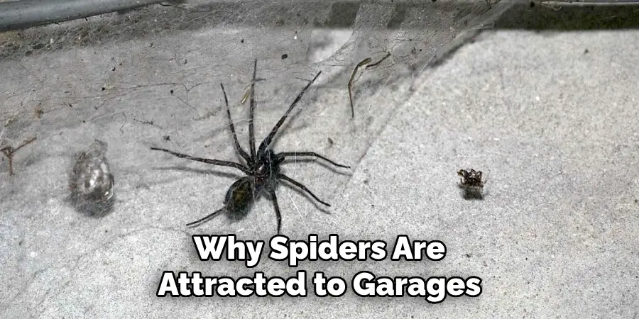 Why Spiders Are Attracted to Garages