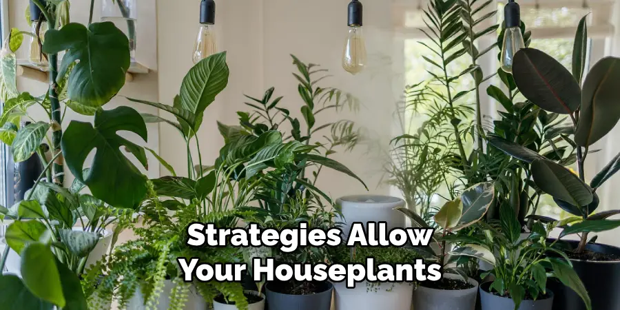 Strategies Allow Your Houseplants